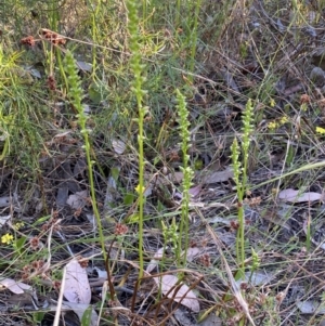Microtis parviflora at Jerrabomberra, NSW - 10 Dec 2022