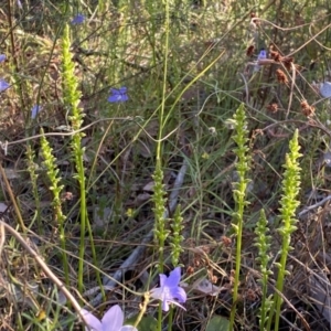 Microtis parviflora at Jerrabomberra, NSW - 10 Dec 2022