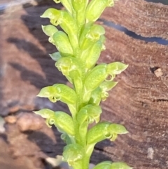 Microtis parviflora at Jerrabomberra, NSW - 10 Dec 2022