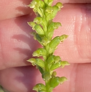 Microtis parviflora at Jerrabomberra, NSW - 10 Dec 2022