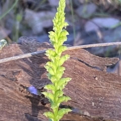 Microtis parviflora at Jerrabomberra, NSW - 10 Dec 2022