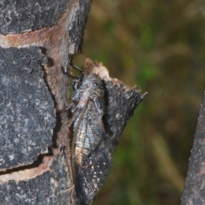 Myopsalta bassiana (Bassian Buzzer) at Block 402 - 10 Dec 2022 by Harrisi