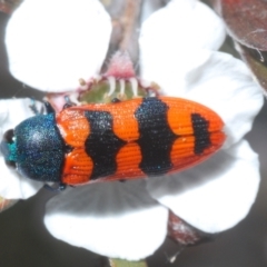 Castiarina crenata (Jewel beetle) at Stromlo, ACT - 10 Dec 2022 by Harrisi