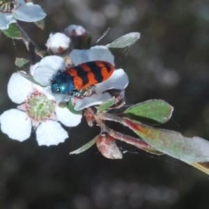 Castiarina crenata at Stromlo, ACT - 10 Dec 2022 06:46 PM