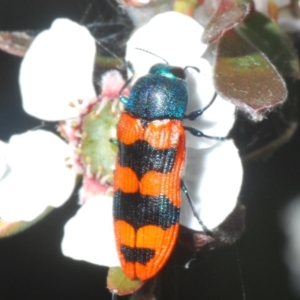 Castiarina crenata at Stromlo, ACT - 10 Dec 2022