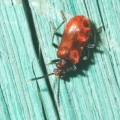 Lemodes coccinea (Scarlet ant beetle) at Block 402 - 10 Dec 2022 by Harrisi