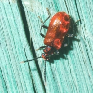 Lemodes coccinea at Stromlo, ACT - 10 Dec 2022 06:03 PM