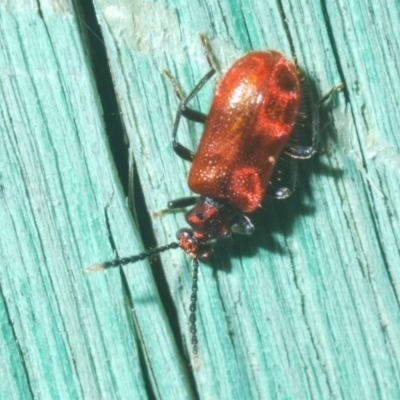 Lemodes coccinea (Scarlet ant beetle) at Block 402 - 10 Dec 2022 by Harrisi