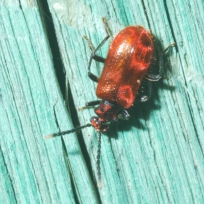 Lemodes coccinea (Scarlet ant beetle) at Piney Ridge - 10 Dec 2022 by Harrisi