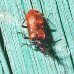 Lemodes coccinea at Stromlo, ACT - 10 Dec 2022