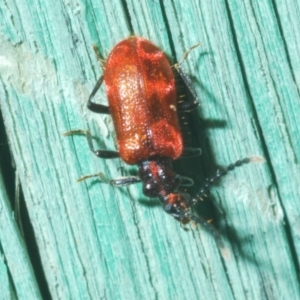 Lemodes coccinea at Stromlo, ACT - 10 Dec 2022 06:03 PM