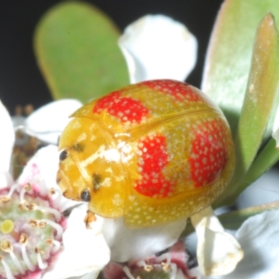 Paropsisterna fastidiosa (Eucalyptus leaf beetle) at Piney Ridge - 10 Dec 2022 by Harrisi