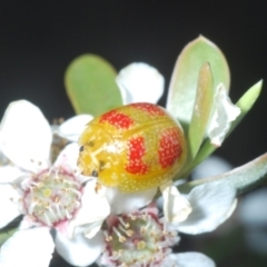 Paropsisterna fastidiosa at Stromlo, ACT - 10 Dec 2022