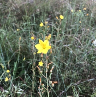 Bulbine bulbosa (Golden Lily, Bulbine Lily) at Bruce, ACT - 4 Dec 2022 by JohnGiacon