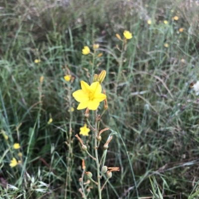 Bulbine bulbosa (Golden Lily) at Bruce, ACT - 3 Dec 2022 by jgiacon