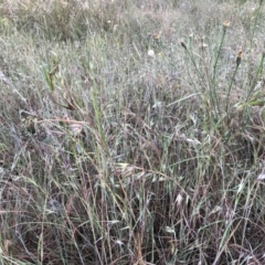 Themeda triandra (Kangaroo Grass) at Flea Bog Flat to Emu Creek Corridor - 3 Dec 2022 by JohnGiacon