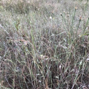 Themeda triandra at Bruce, ACT - 4 Dec 2022