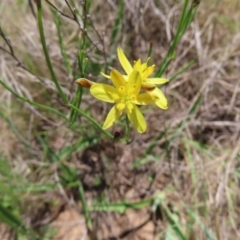 Tricoryne elatior (Yellow Rush Lily) at Pine Island to Point Hut - 10 Dec 2022 by MatthewFrawley