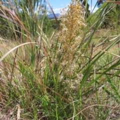 Lomandra multiflora (Many-flowered Matrush) at Pine Island to Point Hut - 10 Dec 2022 by MatthewFrawley