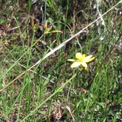 Tricoryne elatior (Yellow Rush Lily) at Hawker, ACT - 10 Dec 2022 by sangio7