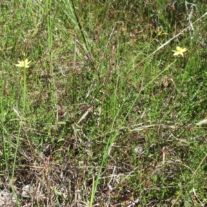 Tricoryne elatior at Hawker, ACT - 10 Dec 2022