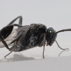 Unidentified Parasitic wasp (numerous families) at Wellington Point, QLD - 7 Dec 2022 by TimL