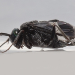 Acanthinevania sp. (genus) by TimL
