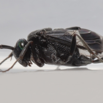 Unidentified Parasitic wasp (numerous families) at Wellington Point, QLD - 7 Dec 2022 by TimL