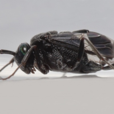 Acanthinevania sp. (genus) at Wellington Point, QLD - 7 Dec 2022 by TimL