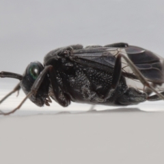 Unidentified Parasitic wasp (numerous families) (TBC) at Wellington Point, QLD - 7 Dec 2022 by TimL
