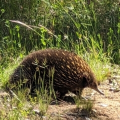 Tachyglossus aculeatus (Short-beaked Echidna) at Forde, ACT - 9 Dec 2022 by dougsky