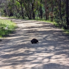 Tachyglossus aculeatus at Forde, ACT - 10 Dec 2022 10:10 AM