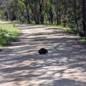 Tachyglossus aculeatus at Forde, ACT - 10 Dec 2022 10:10 AM