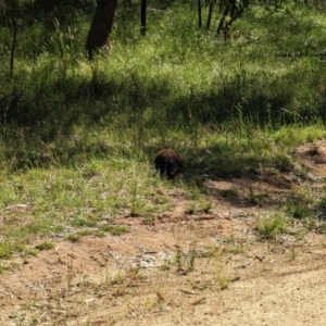 Tachyglossus aculeatus at Forde, ACT - 10 Dec 2022 10:10 AM