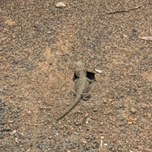 Pogona barbata at Yarralumla, ACT - 5 Dec 2022