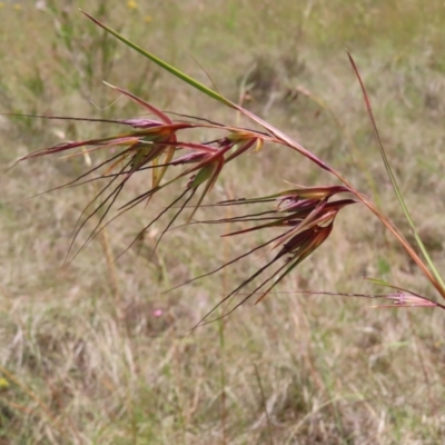 Themeda triandra (Kangaroo Grass) at Paddys River, ACT - 10 Dec 2022 by MatthewFrawley