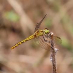 Diplacodes melanopsis (Black-faced Percher) at Pine Island to Point Hut - 10 Dec 2022 by MatthewFrawley