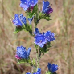 Echium vulgare (Vipers Bugloss) at Pine Island to Point Hut - 10 Dec 2022 by MatthewFrawley