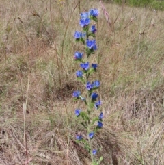 Echium vulgare at Paddys River, ACT - 10 Dec 2022 02:43 PM