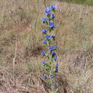 Echium vulgare at Paddys River, ACT - 10 Dec 2022 02:43 PM