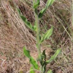 Echium vulgare at Paddys River, ACT - 10 Dec 2022