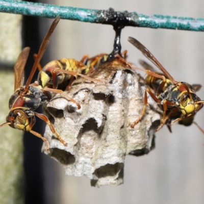 Unidentified Social or paper-nest wasp (Vespidae, Polistinae or Vespinae) at Wellington Point, QLD - 9 Dec 2022 by TimL