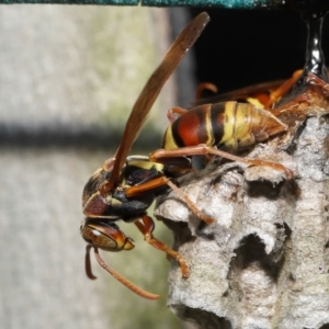Polistes (Polistella) humilis at Wellington Point, QLD - suppressed