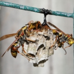 Polistes (Polistella) humilis at Wellington Point, QLD - suppressed