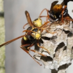 Polistes (Polistella) humilis at Wellington Point, QLD - suppressed