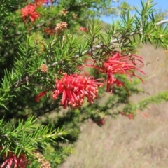 Grevillea juniperina subsp. fortis (Grevillea) at Pine Island to Point Hut - 10 Dec 2022 by MatthewFrawley