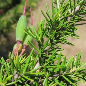 Grevillea juniperina subsp. fortis at Paddys River, ACT - 10 Dec 2022