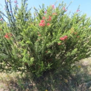 Grevillea juniperina subsp. fortis at Paddys River, ACT - 10 Dec 2022