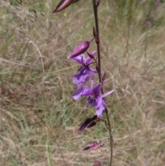 Arthropodium fimbriatum (Nodding Chocolate Lily) at Pine Island to Point Hut - 10 Dec 2022 by MatthewFrawley