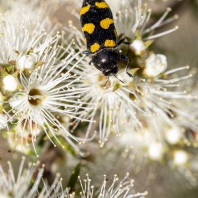 Castiarina australasiae (A jewel beetle) at Penrose - 9 Dec 2022 by Aussiegall